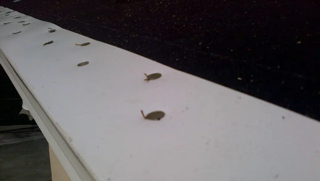 Homeowner Alert: The New Counterfeit Roofing Nail Scam to Avoid